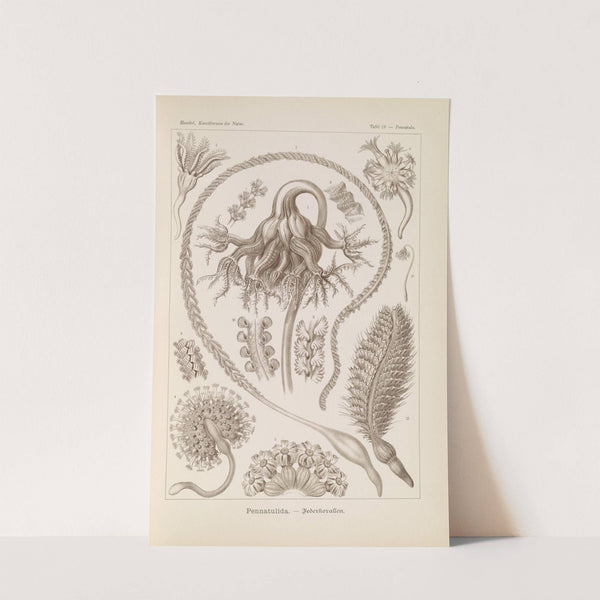 Pennatulida. - Federkorallen by Ernst Haeckel