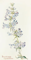 Penstemon cyananthus