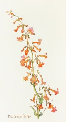 Penstemon Parryi