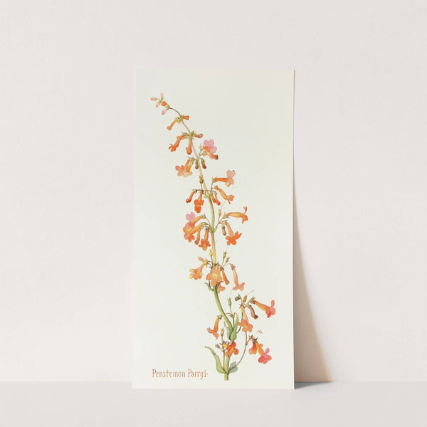 Penstemon Parryi by Margaret Armstrong