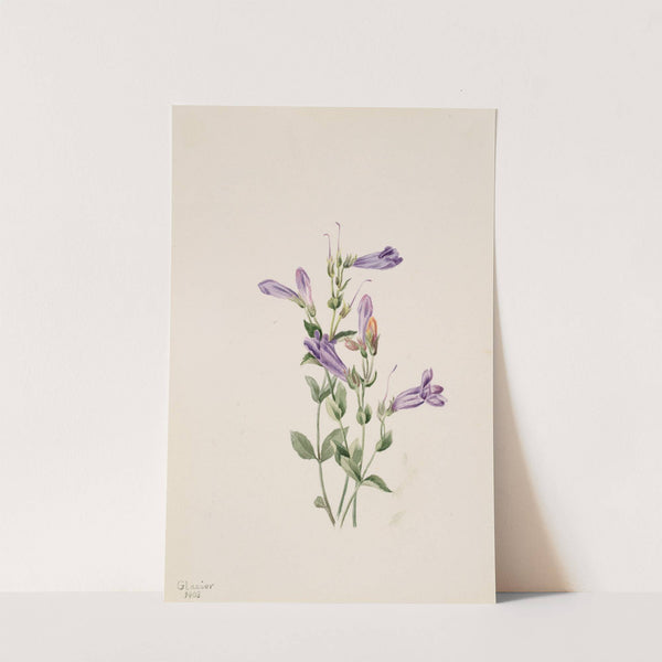 Penstemon (Penstimon fruiticosus) (1903) by Mary Vaux Walcott