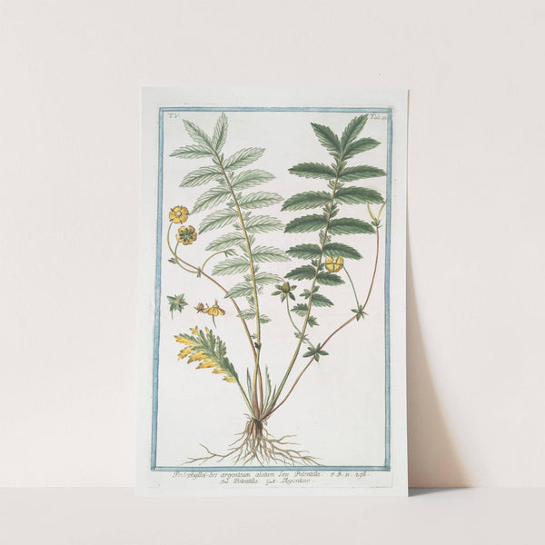 Pentophylloi-des argenteum alatum Seu Potentilla - Potemto;a - L'Argentine. (Silver cinquefoil) by Giorgio Bonelli