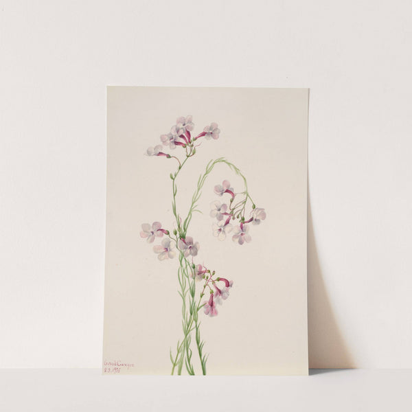 Pentstemon ambiguus (1935) by Mary Vaux Walcott