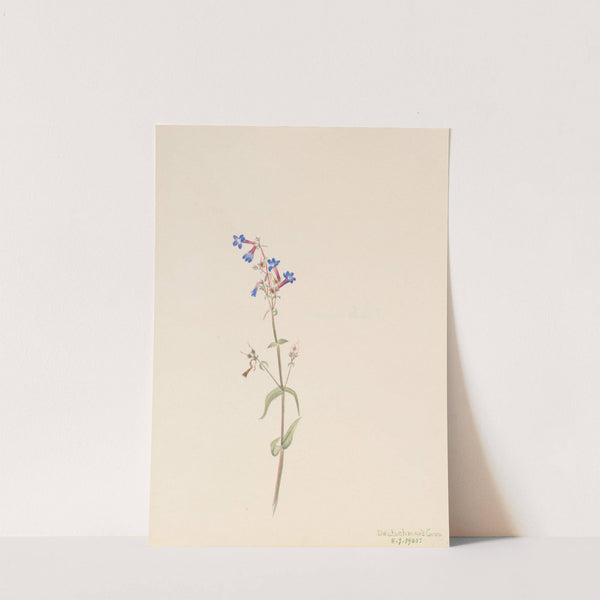 Pentstemon (Pentstemon procerus) (1905) by Mary Vaux Walcott