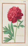 Peonia multiplex foemina (1624)