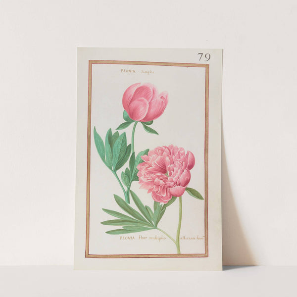 Peonia simplex ; peonia flore multiplici albicante foemina (1624) by Daniel Rabel