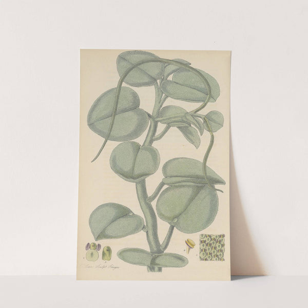 Peperomia incana by William Jackson Hooker