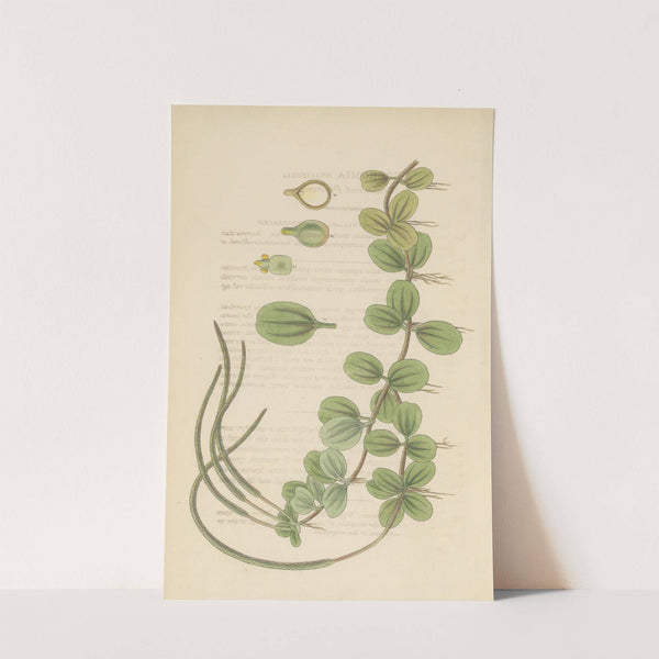 Peperomia ovalifolis by William Jackson Hooker
