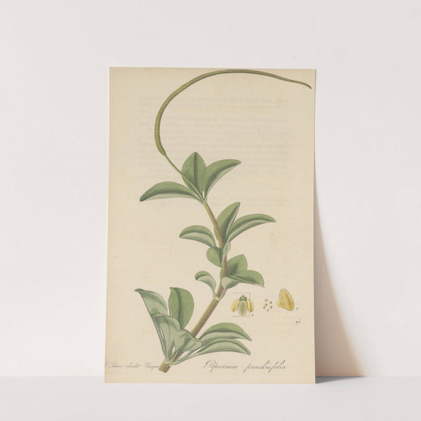 Peperomia pereskiaefolia by William Jackson Hooker