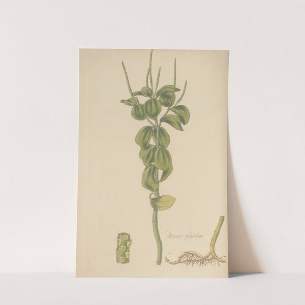 Peperomia polystachia by William Jackson Hooker