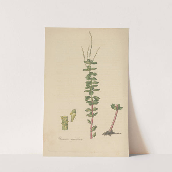 Peperomia quadrifolium by William Jackson Hooker