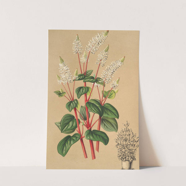 Peperomia resedæflora by Charles Antoine Lemaire