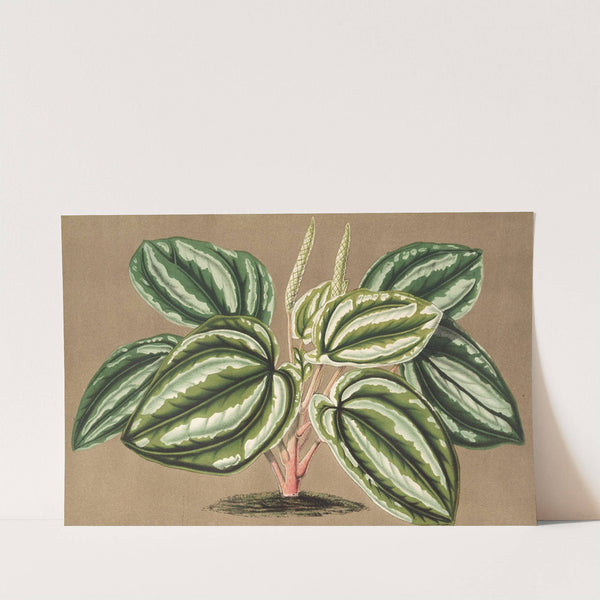 Peperomia Verschaffeltii by Charles Antoine Lemaire