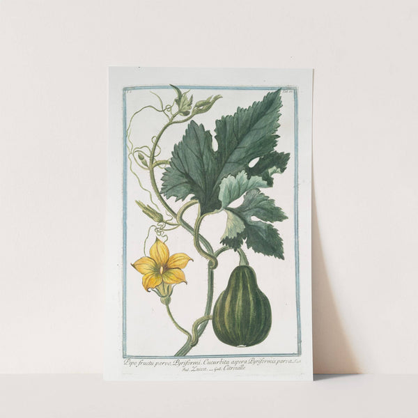 Pepo fructu parvo, Pyriformi. Cucurbita aspera Pyriformis, parva - Zucca - Citrouille. (Pumpkin) by Giorgio Bonelli