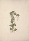 Peponium vogelii Engl