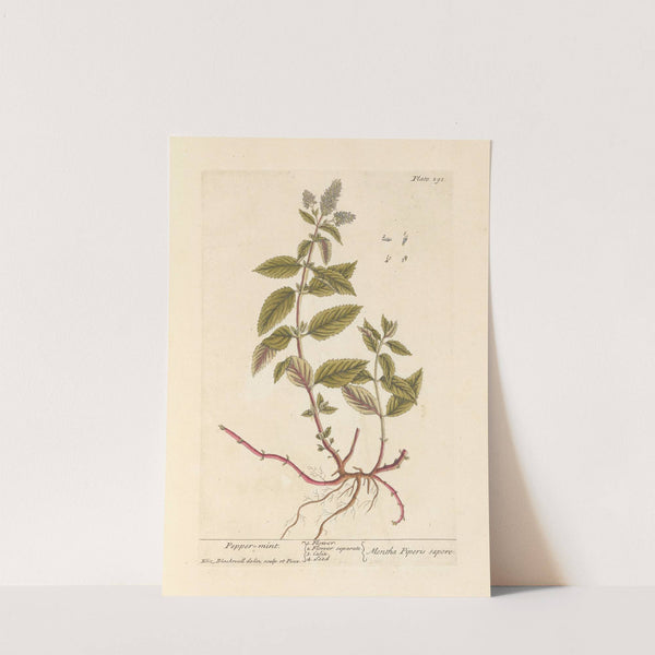 Pepper mint (1739) by Elizabeth Blackwell