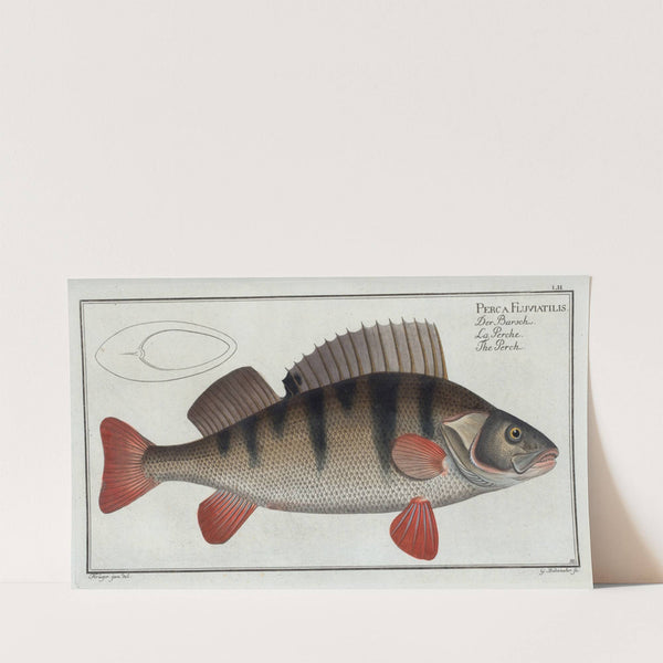 Perca Fluviatilis, The Perch. (1785-1797) by Marcus Elieser Bloch
