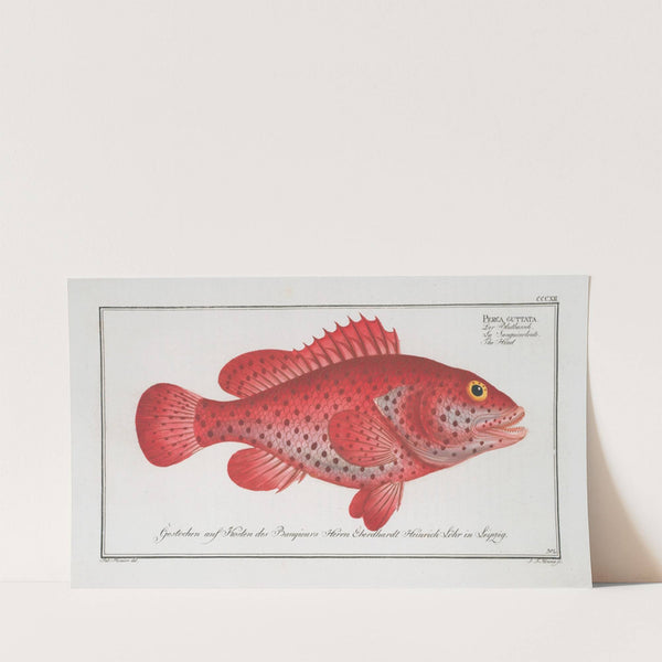 Perca Guttata, The Hind. (1785-1797) by Marcus Elieser Bloch