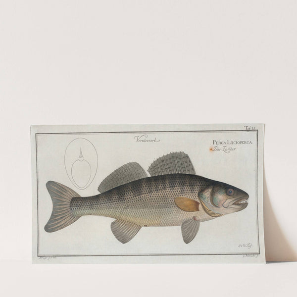 Perca Lucioperca, The Picke-Perch. (1785-1797) by Marcus Elieser Bloch