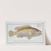 Perca maculata, The dropped Perch. (1785-1797) by Marcus Elieser Bloch