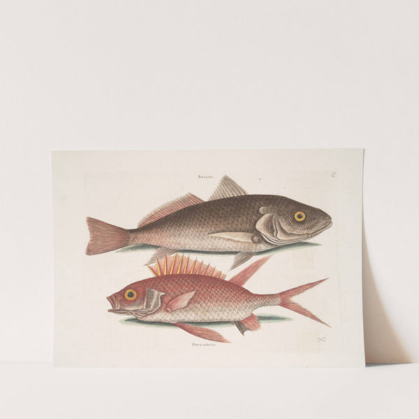 Perca &c., The Croker; Perca rubra &c., The Squirrel. by Mark Catesby