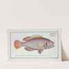 Perca punctata, The Negro-fish. (1785-1797) by Marcus Elieser Bloch