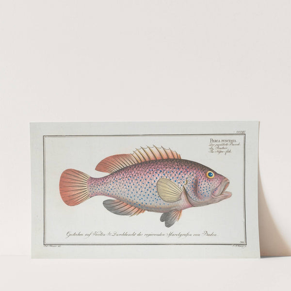 Perca punctata, The Negro-fish. (1785-1797) by Marcus Elieser Bloch