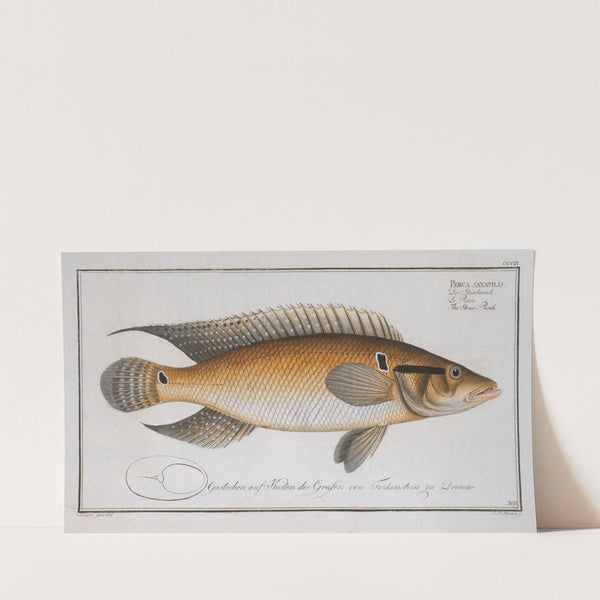 Perca saxatilis, The Stone-Perch. (1785-1797) by Marcus Elieser Bloch