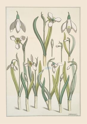 Perce-neige