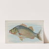 Perch (1889) by Allen & Ginter