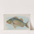 Perch (1889) by Allen & Ginter