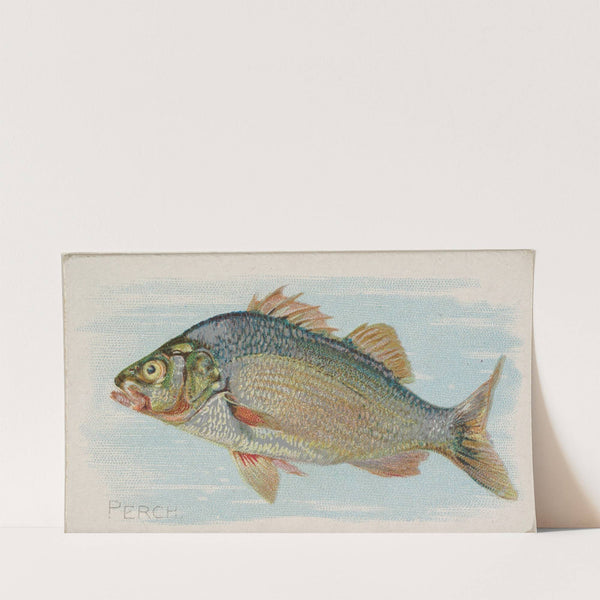 Perch (1889) by Allen & Ginter
