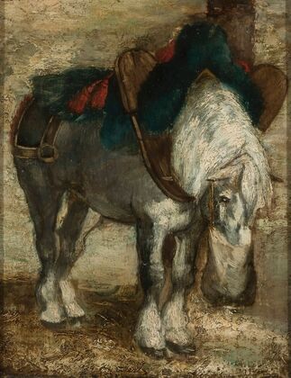 Percheron harnessed