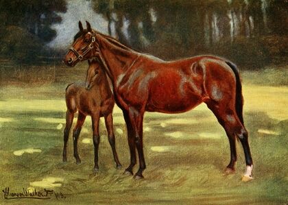 Perdita With Persimmon