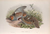Perdix cinerea. Partridge. (1862-1873)