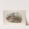Perdix cinerea. Partridge. (1862-1873) by John Gould