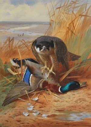 Peregrine falcon and mallard duck on a sandbank