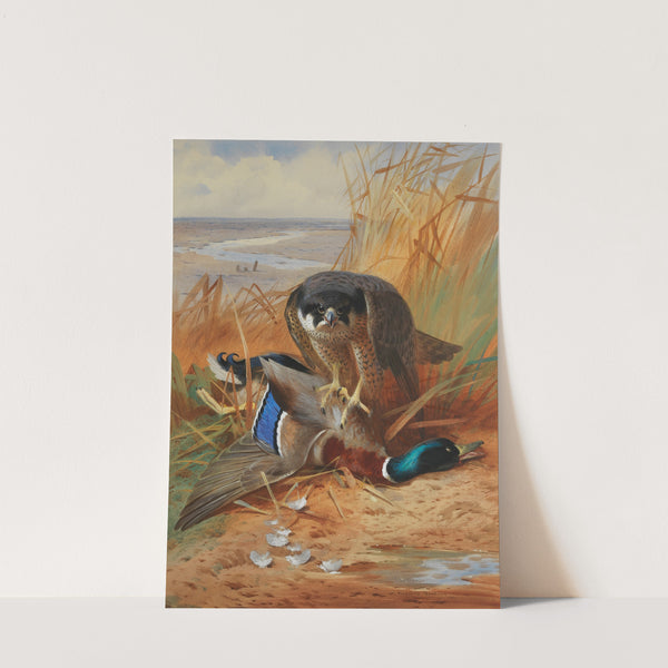 Peregrine falcon and mallard duck on a sandbank by Archibald Thorburn