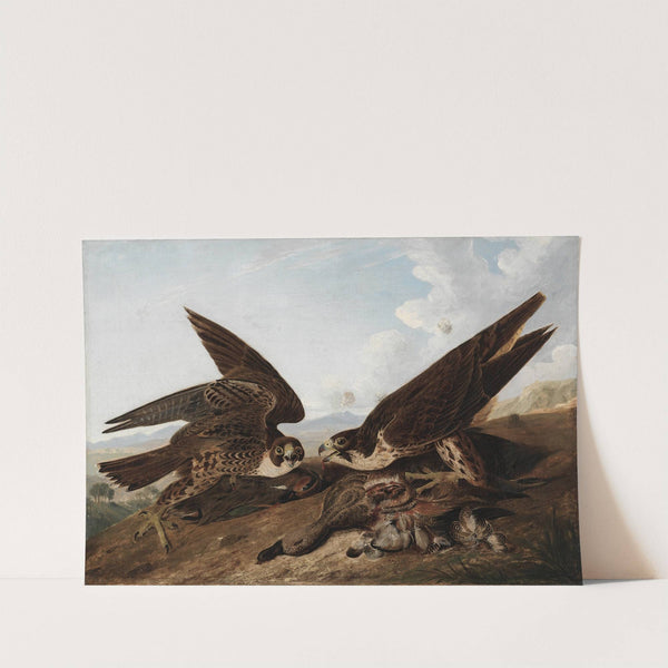 Peregrine Falcons (Duck Hawks) by John James Audubon
