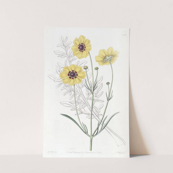 Perennial Dyer’s Coreopsis (1815-1819) by Sydenham Edwards