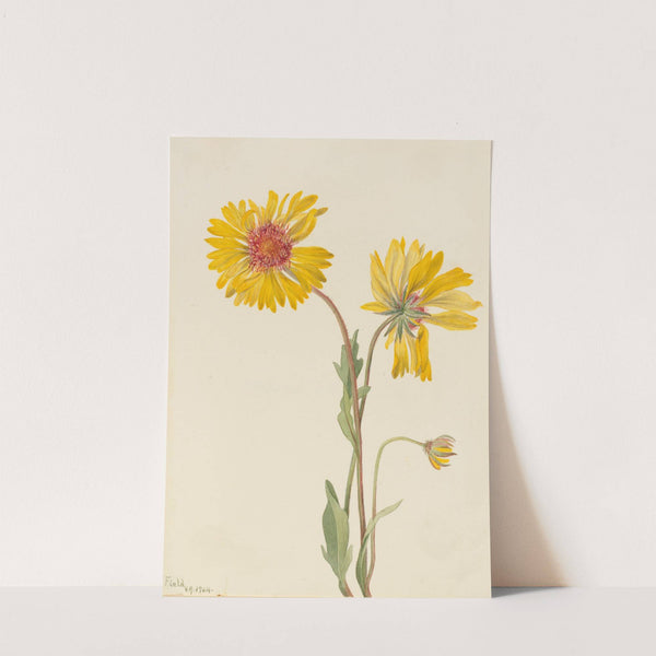 Perennial Gaillardia (Gaillardia aristata) (1904) by Mary Vaux Walcott