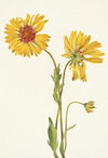 Perennial Gaillardia. Gaillardia aristata (1925)