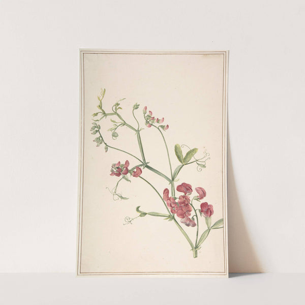 Perennial Pea by Jan Jansz. van der Vinne