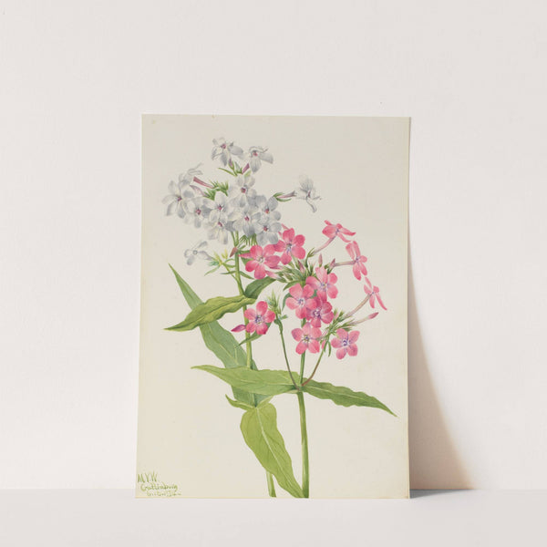 Perennial Phlox (Phlox paniculata) (1934) by Mary Vaux Walcott