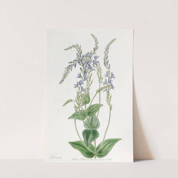 Perfoliate Veronica (1815-1819) by Sydenham Edwards