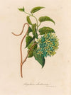 Pergularia odoratissima (1818-1824)