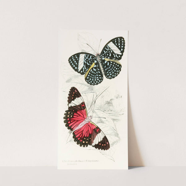 Peridromia Arethusa, Peridromia Amphinome by James Duncan