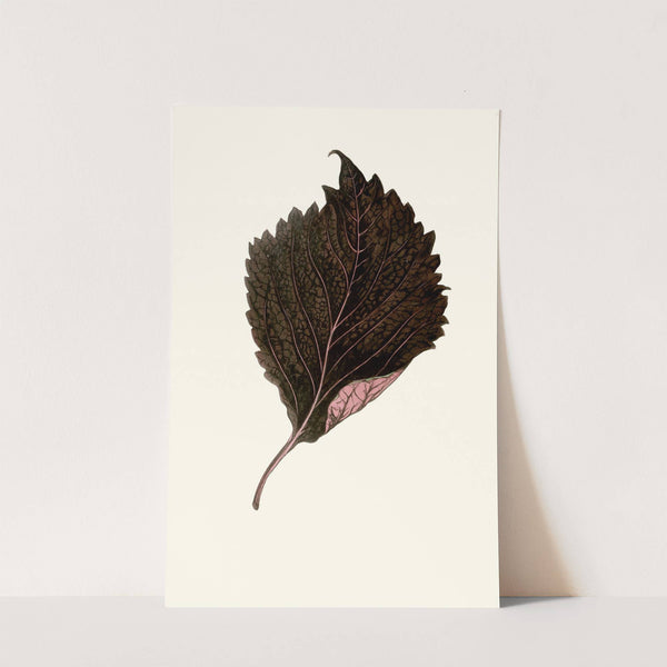 Perilla Nankinensis by Edward Joseph Lowe