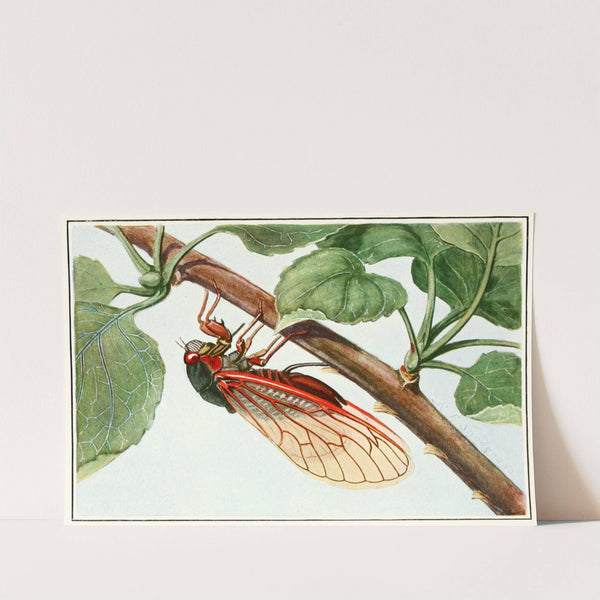 Periodical Cicada by Robert Evans Snodgrass