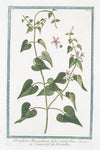 Periploca Monspeliaca foliis acutioribus – Scammonée de Montepellier